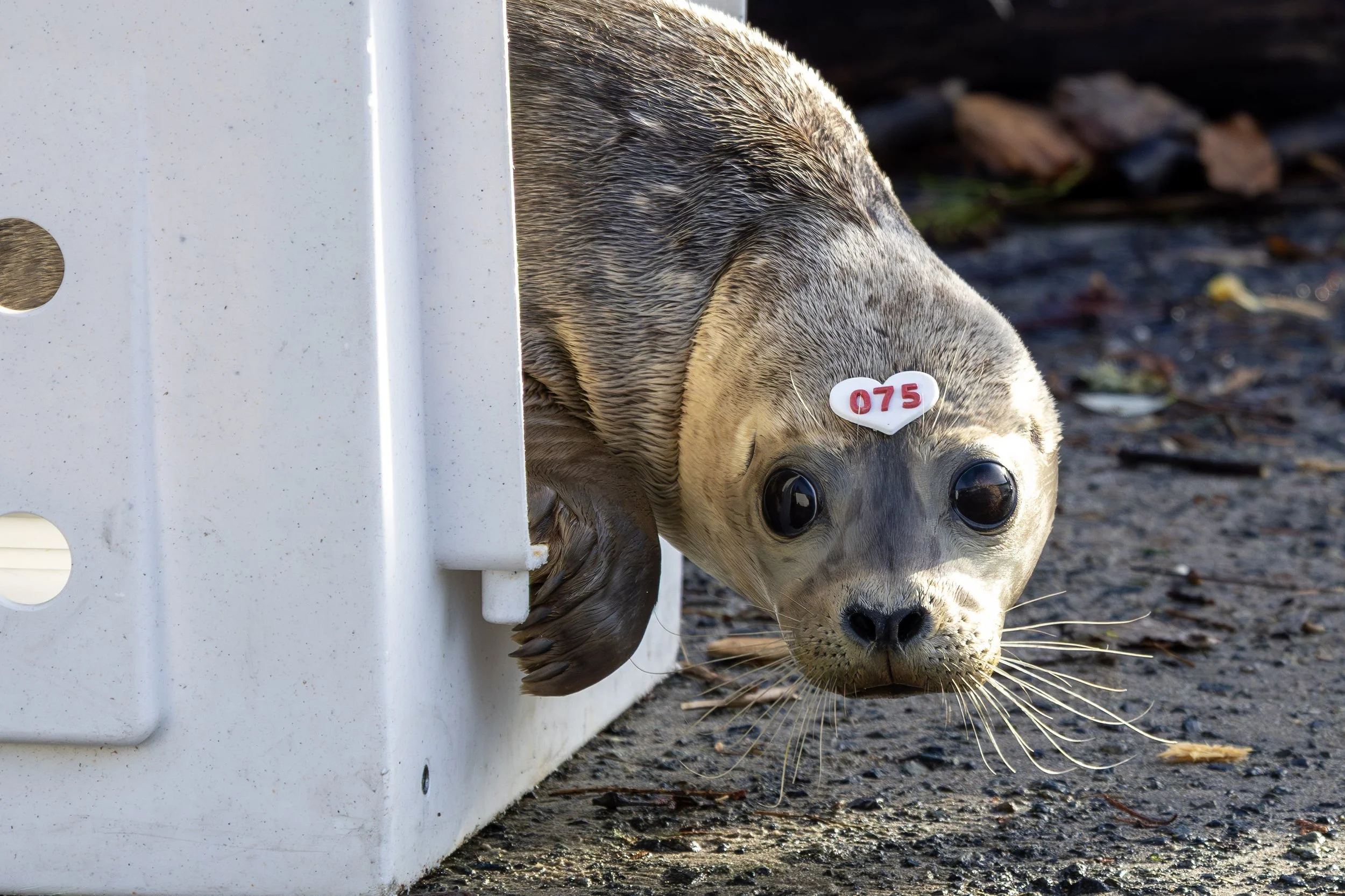 Community Partners: A Q&amp;A with Jennifer Ferguson of the Vancouver Aquarium Marine Mammal Rescue Society (VAMMR)