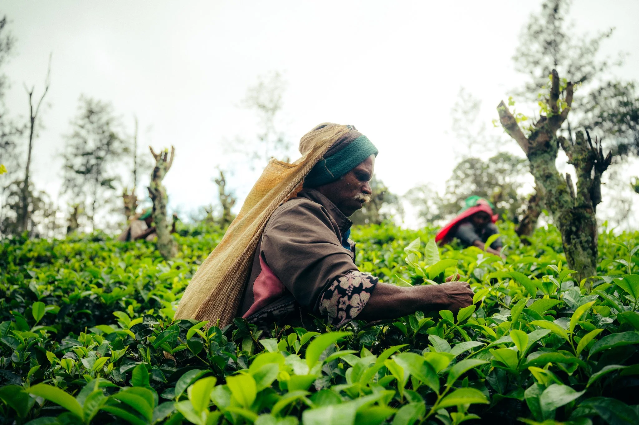 Farmer harvesting tea leaves in a lush green tea plantation with a woman in the background picking leaves.