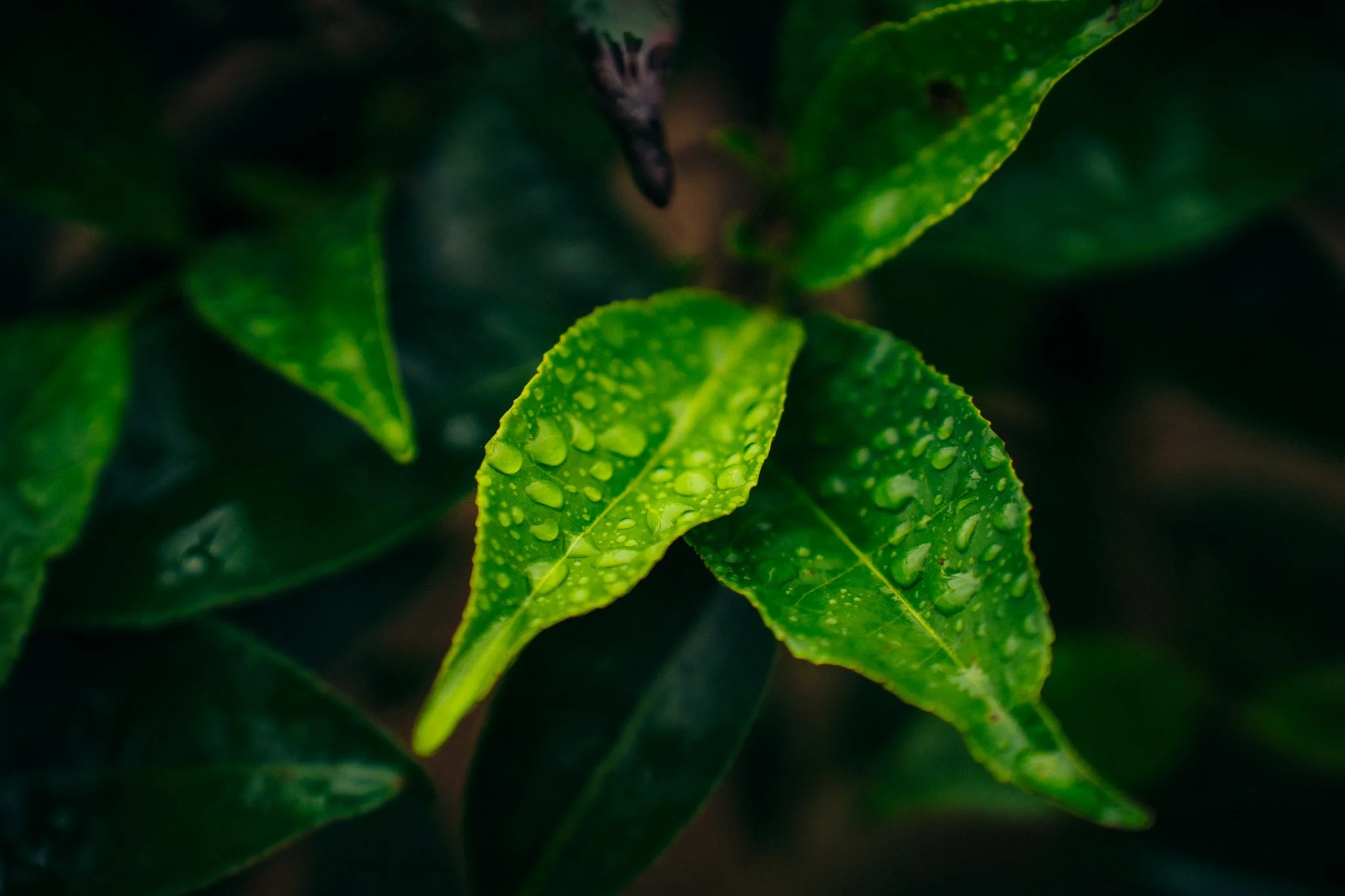 Close-up of a green leaf with water droplets on its surface.