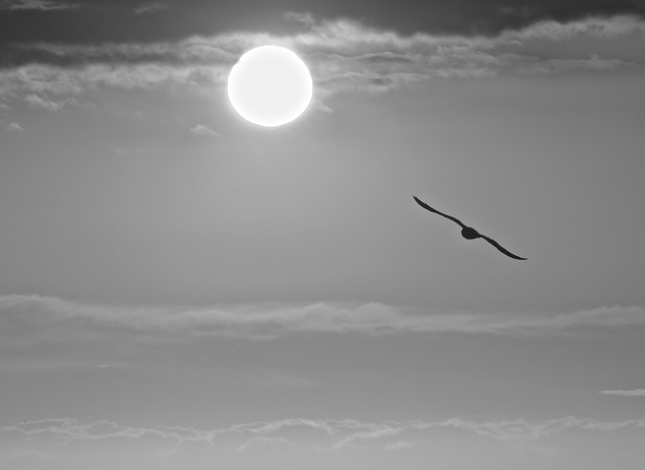 B_W Sun and Bird.jpg