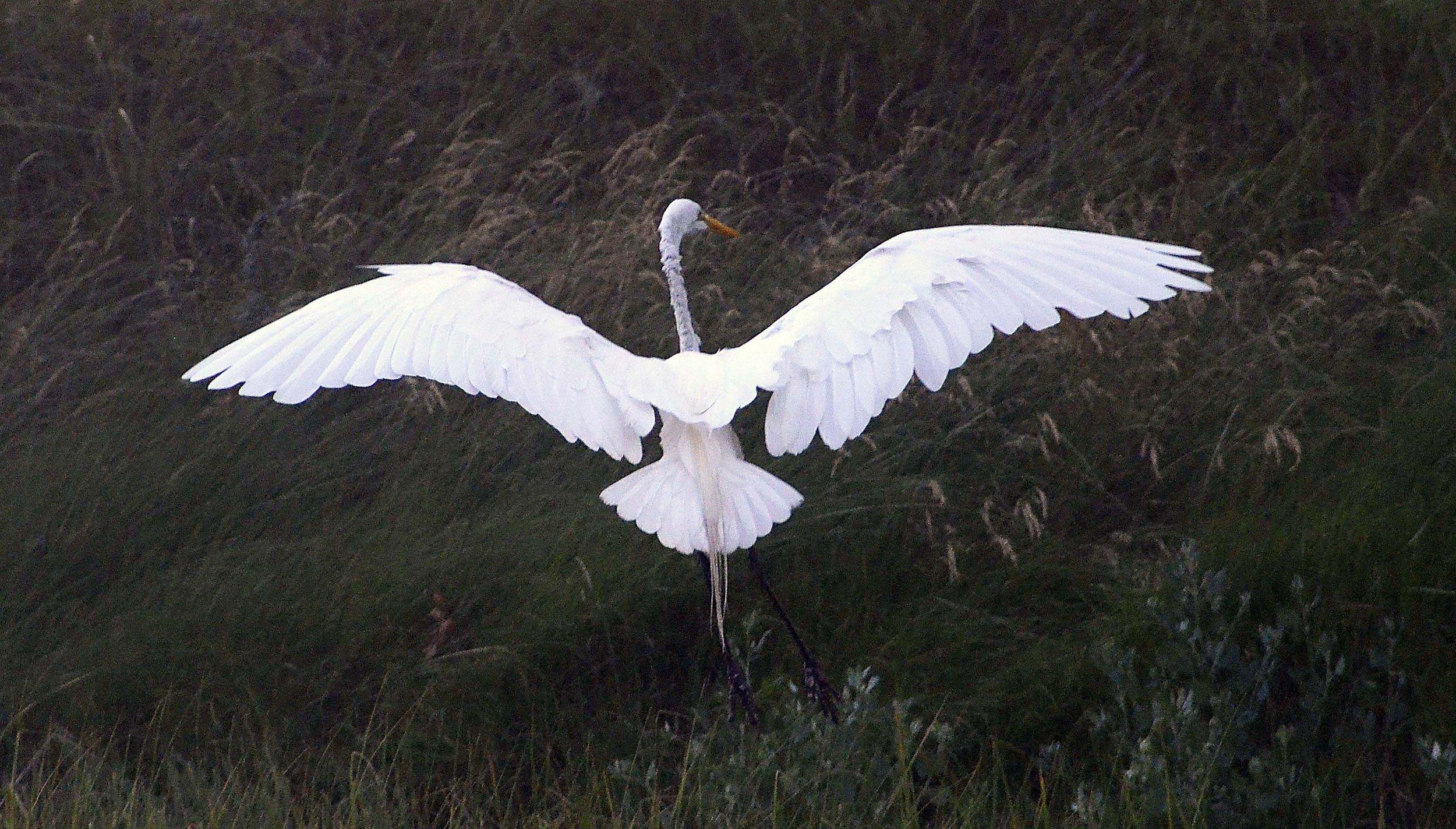 Chincoteague Egret.jpg