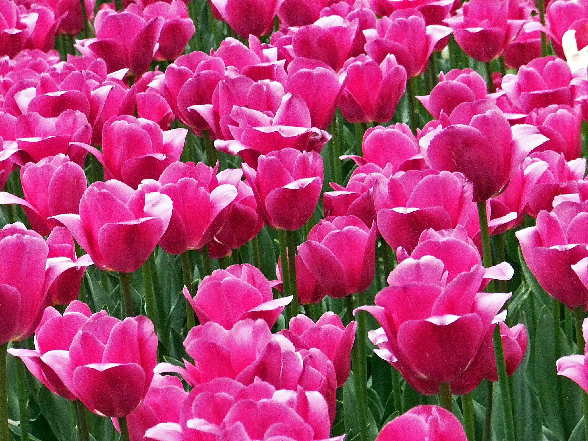 Tulips NY.jpg