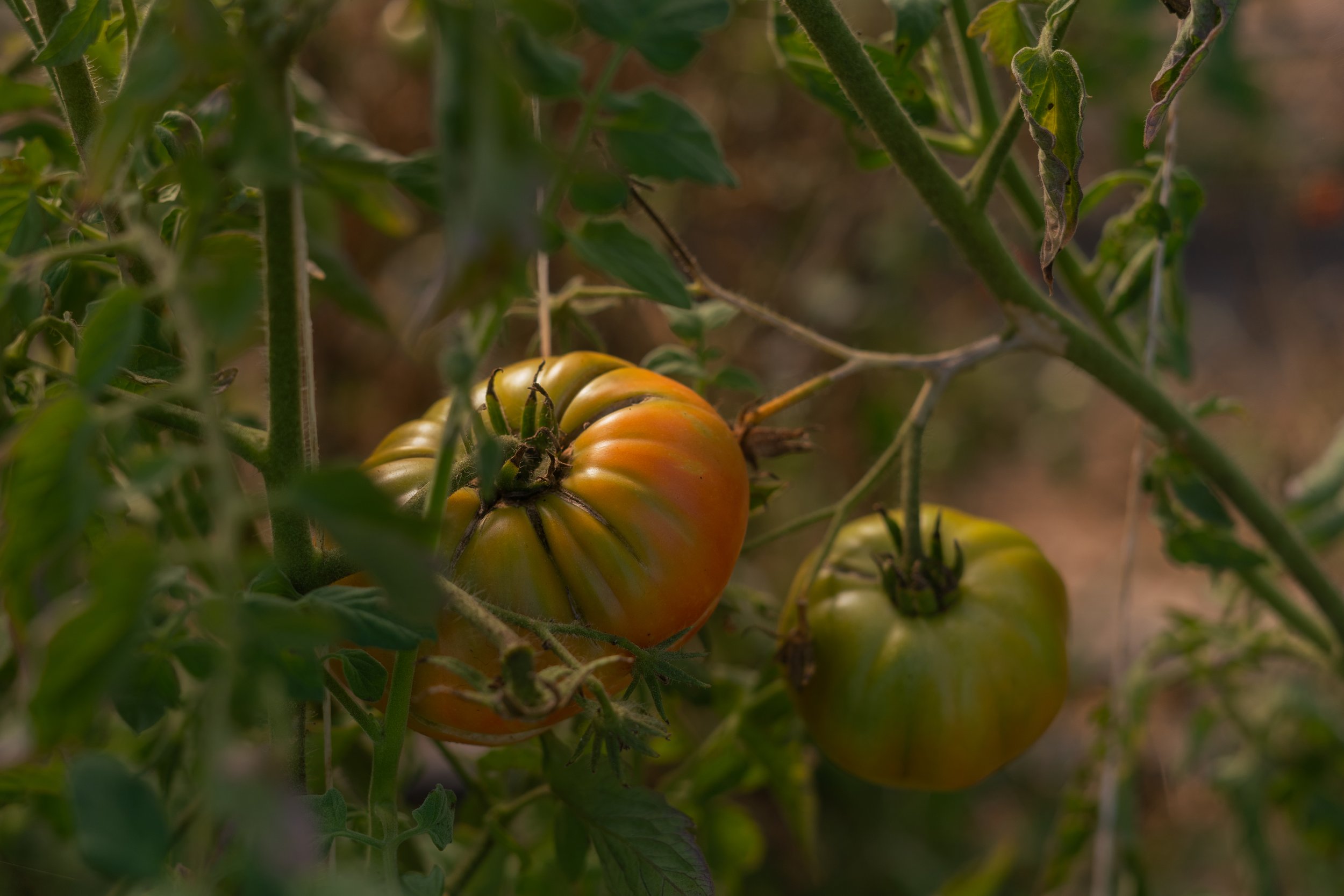 FarmFiddle-064.jpg