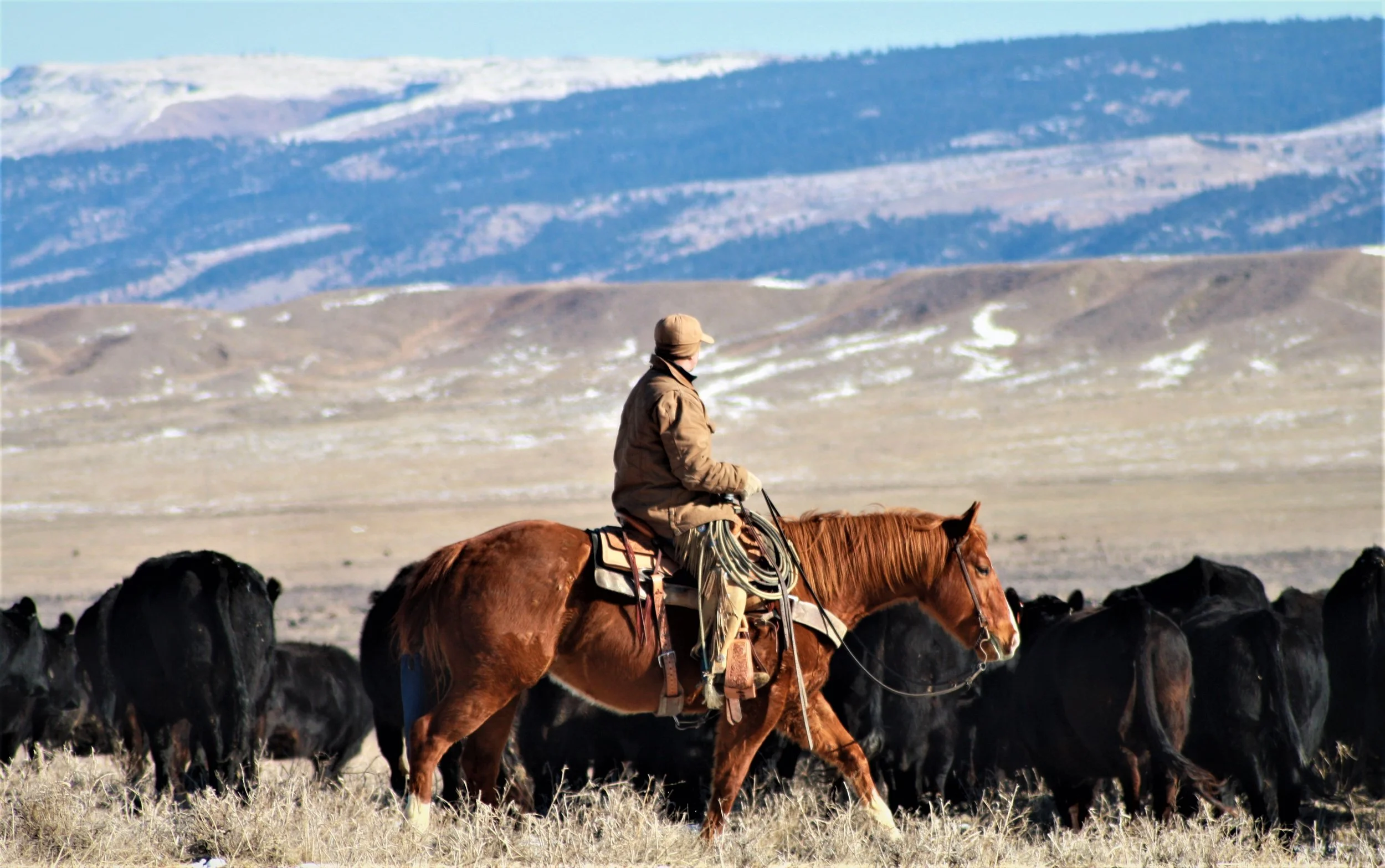 Craig Deveraux | Full House Horse Sale 