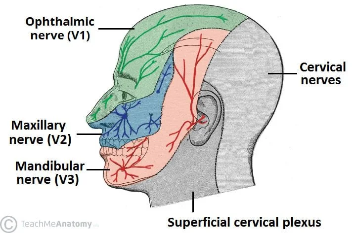 When ENT Symptoms Are Driven by the Nervous System (Part 1)