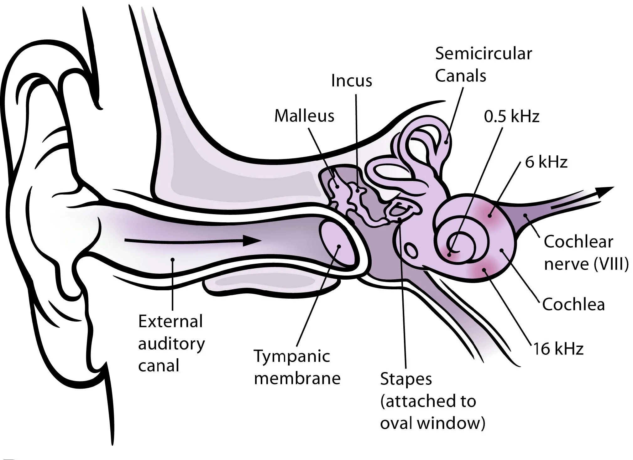 When ENT Symptoms Are Driven by the Nervous System (Part 2)