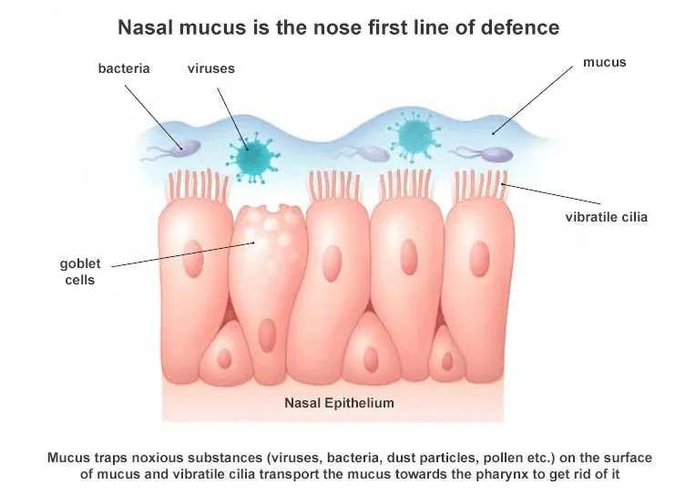 https://rinosol.it/en/how-the-nose-functions/