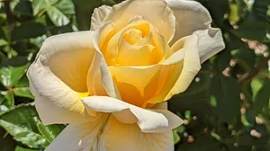 Festival of Roses