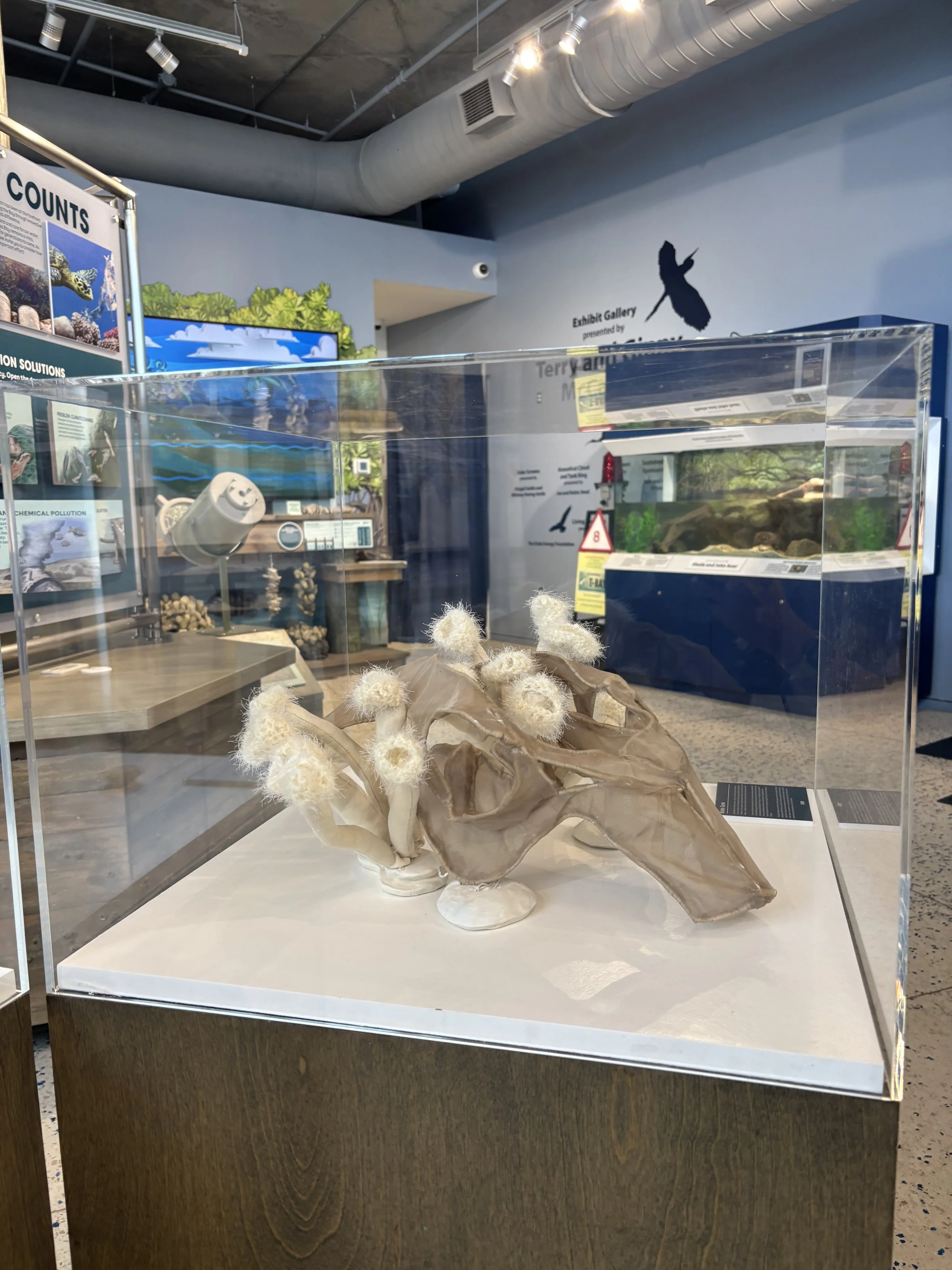 creating Wake Zone (Manatee skull)