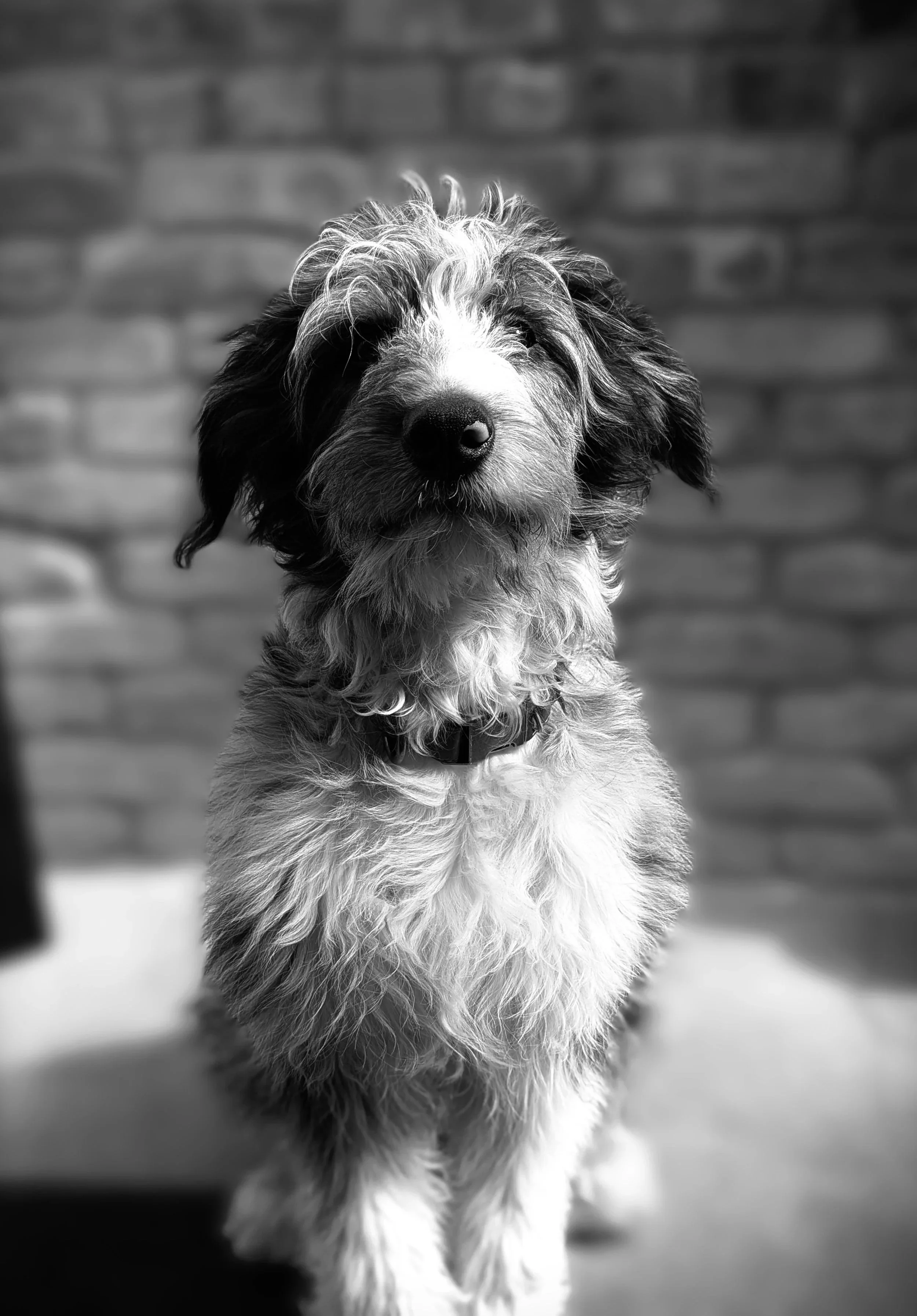 Al, Office Mascot, at Siren Betty Design, professional headshot.