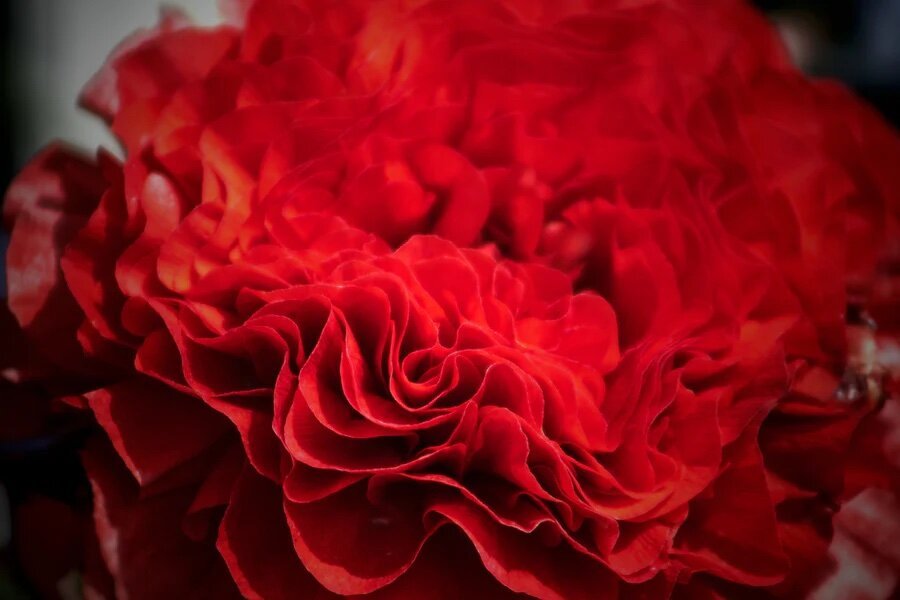 A bouquet of red carnations make an appearance near the end of the book. Take your best guess why... 😏