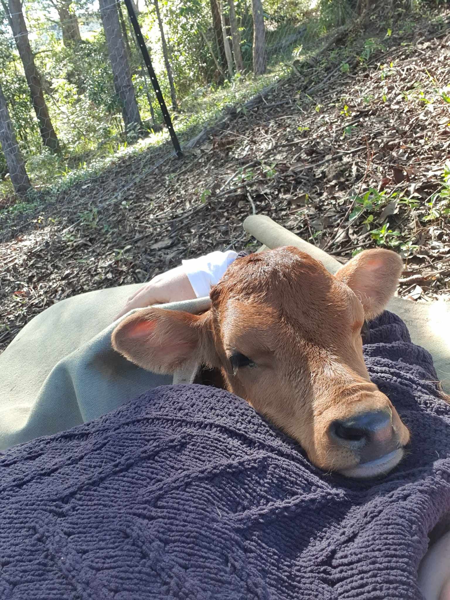 Donate — Companion Cows