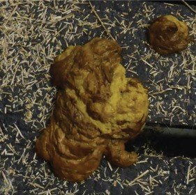 Poo Guide — Companion Cows
