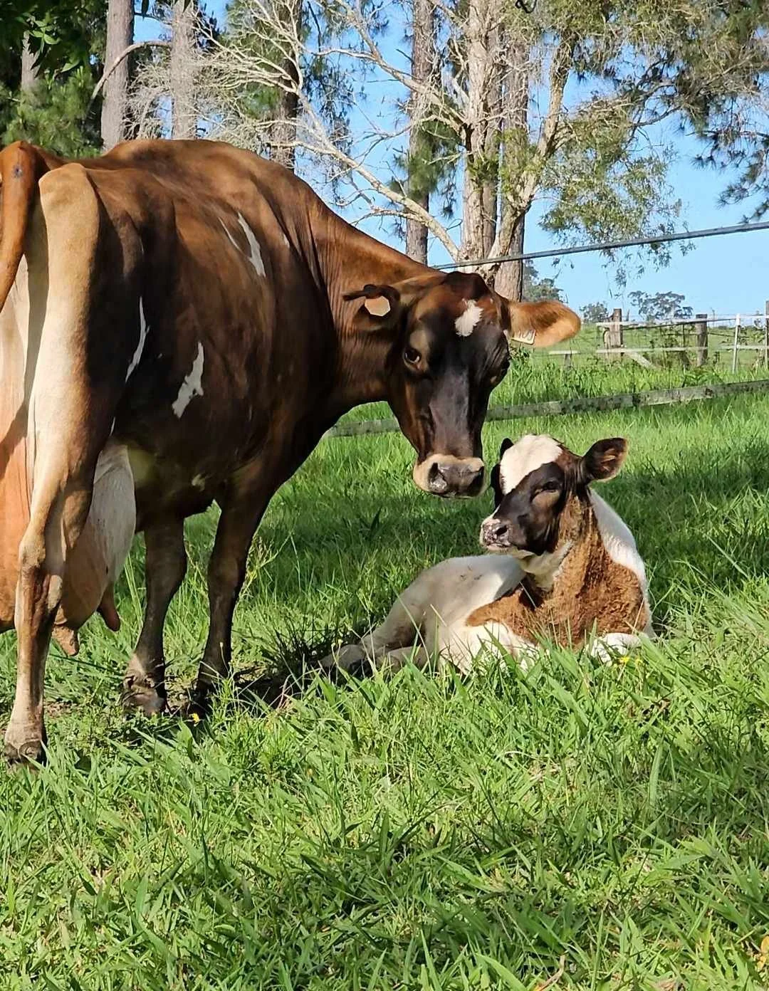 Done Cow Adopt a Cow NSW — Companion Cows