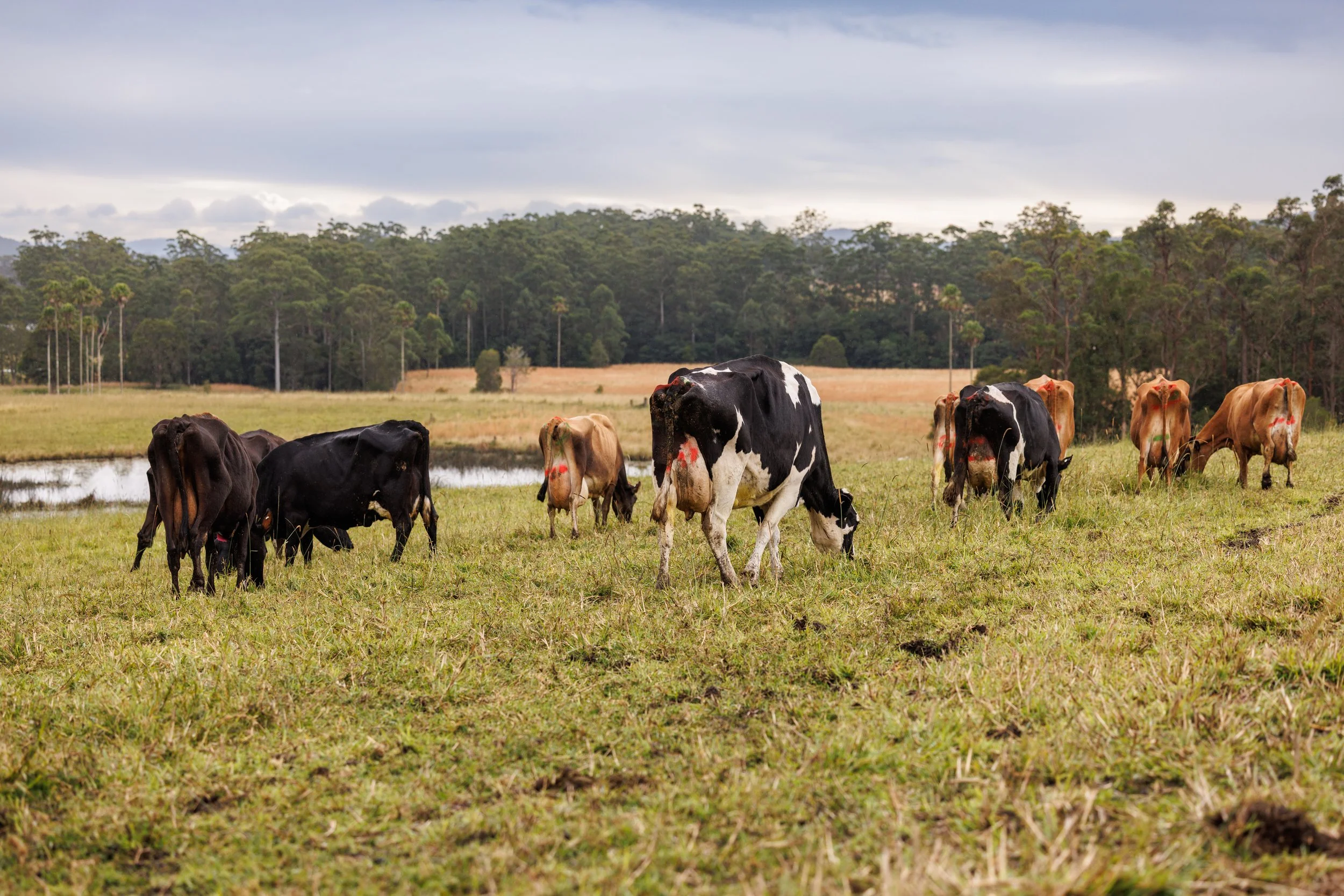 2025-0613 Companion Cows-041.jpg