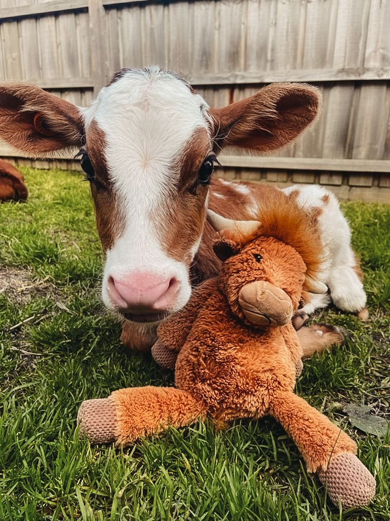 Ferdinand