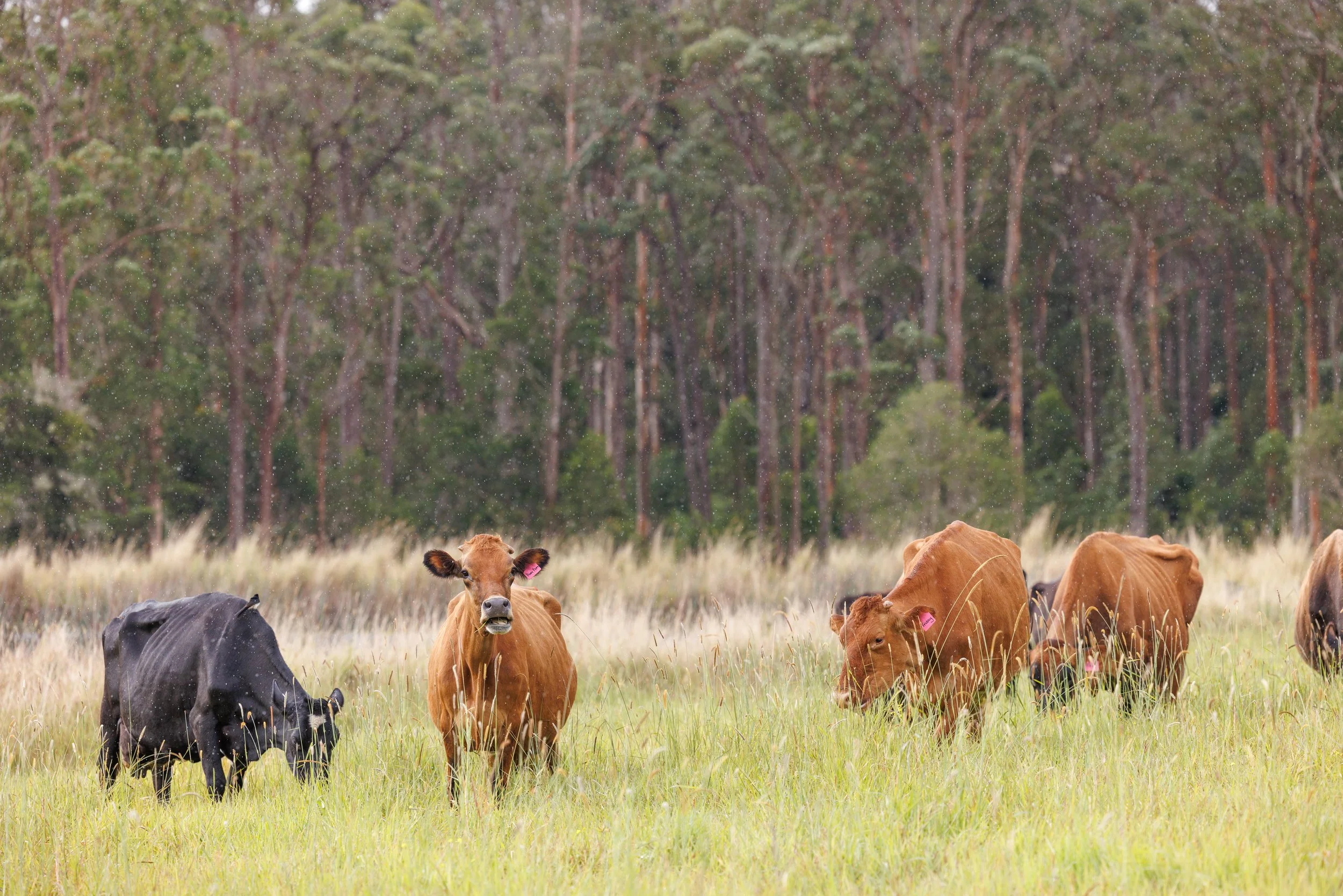 2025-0613 Companion Cows-0114.jpg