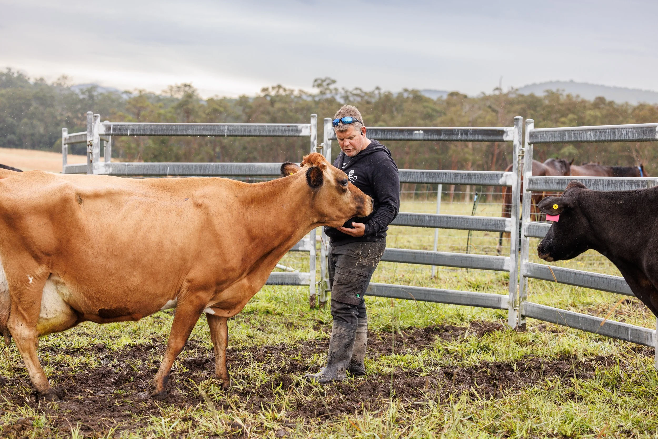 2025-0613 Companion Cows-035.jpg