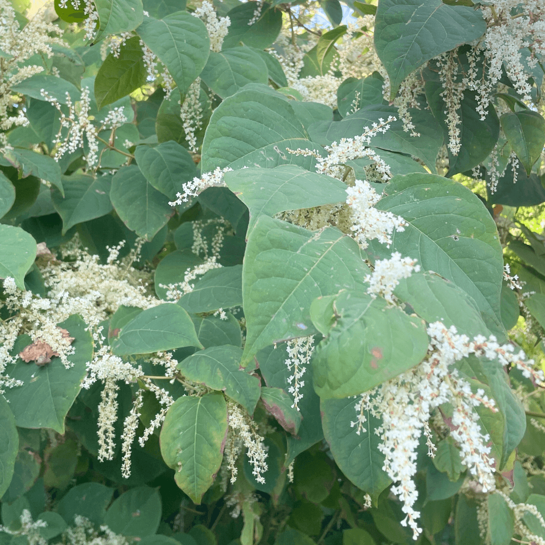 Acid print plant for ecoprinting