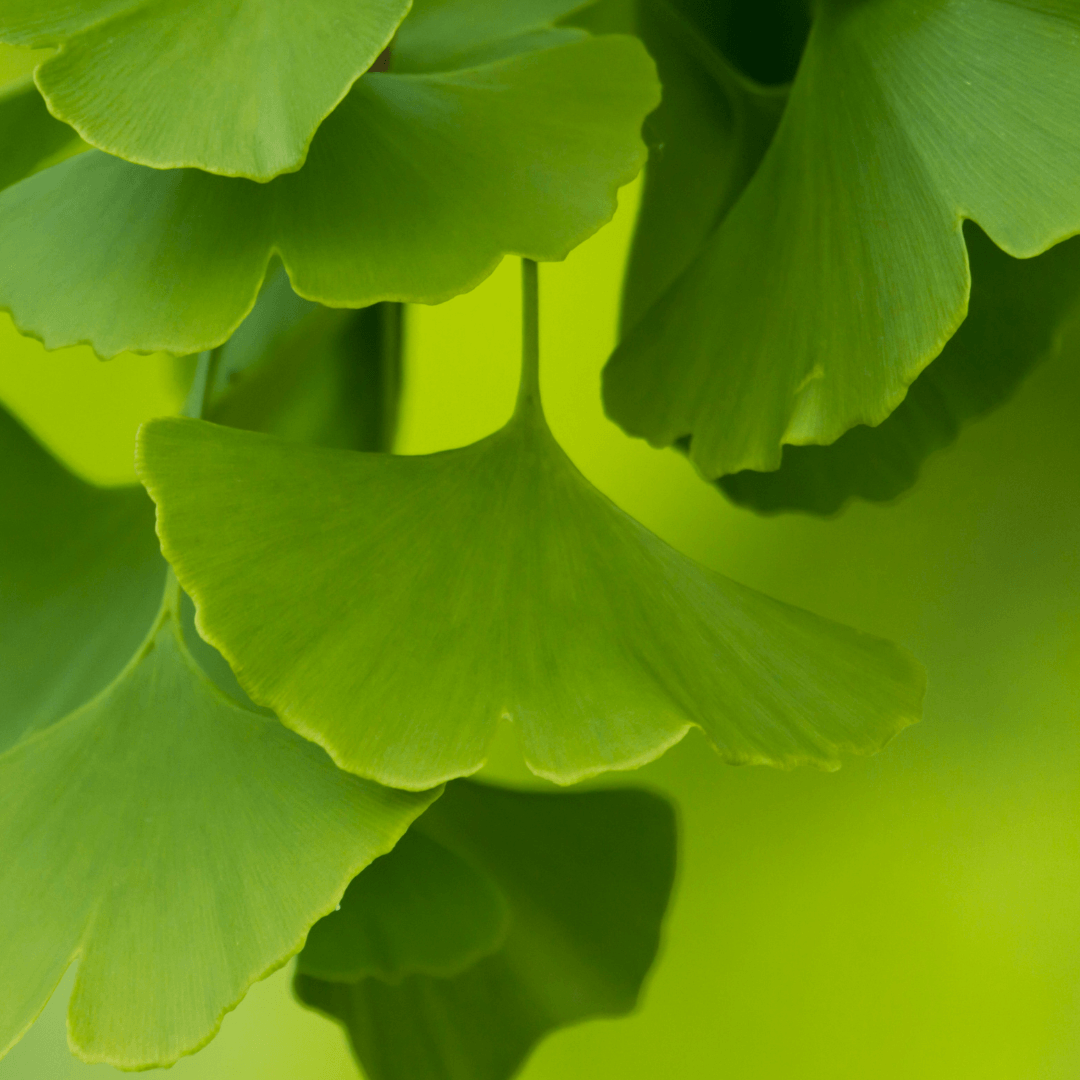 Acid-Rich Plants in Ecoprinting