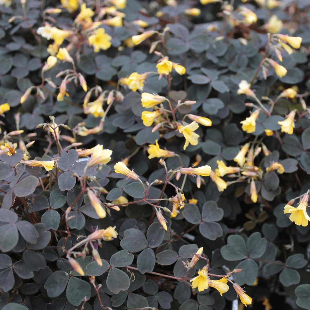 Acid-Rich Plants in Ecoprinting