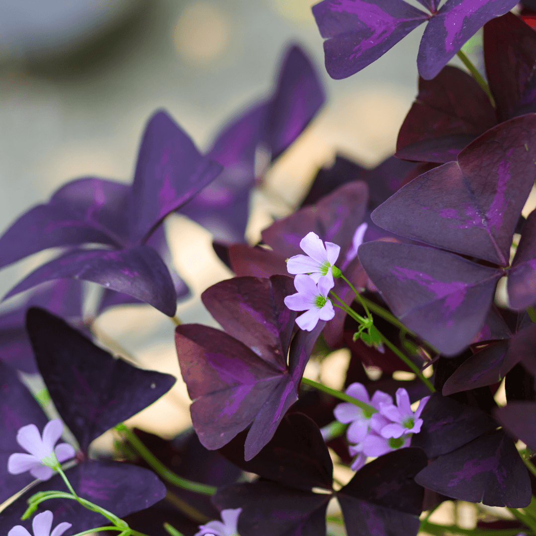 Acid-Rich Plants in Ecoprinting