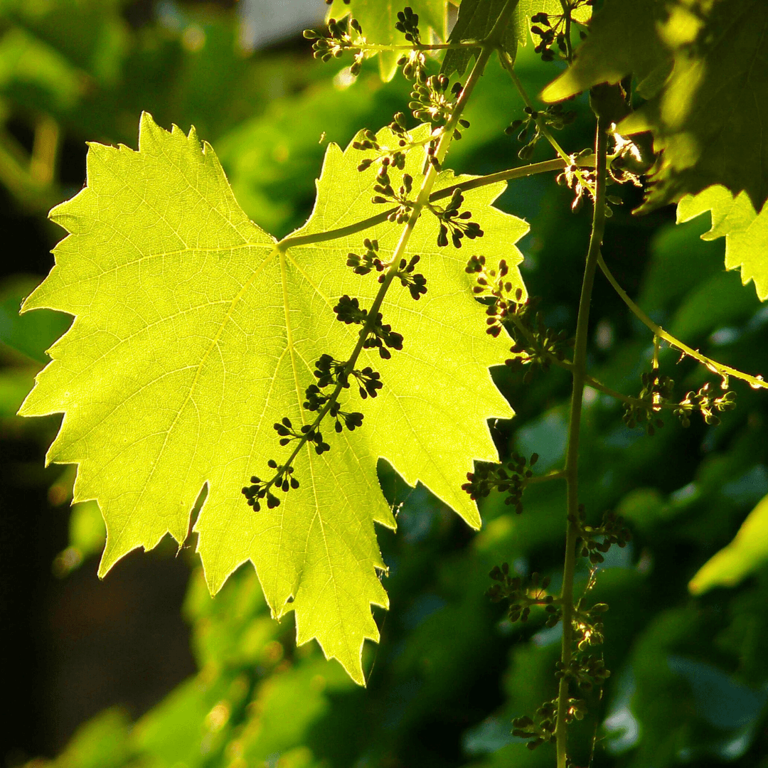 Acid-Rich Plants in Ecoprinting
