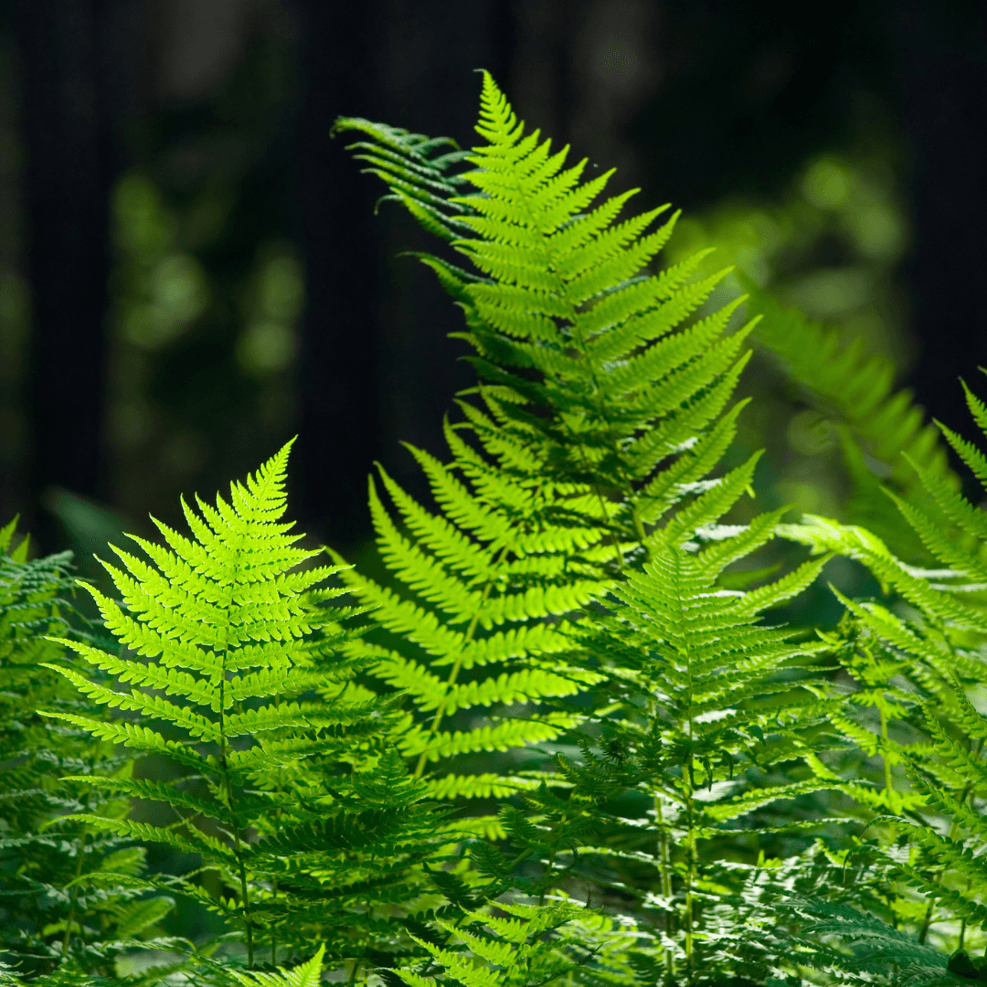 Light and Non-Printing Plants in Ecoprinting