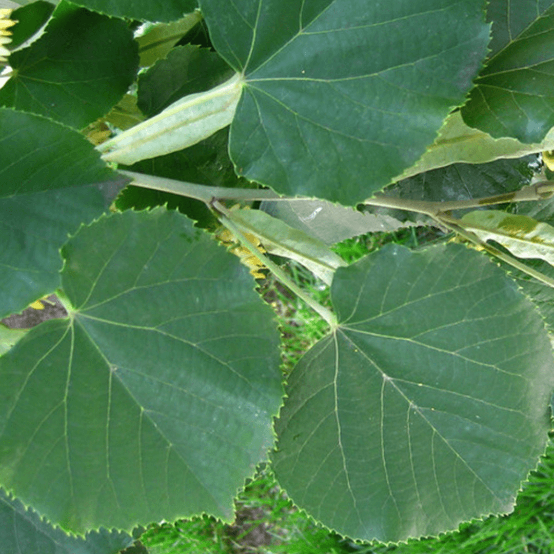 Light and Non-Printing Plants in Ecoprinting