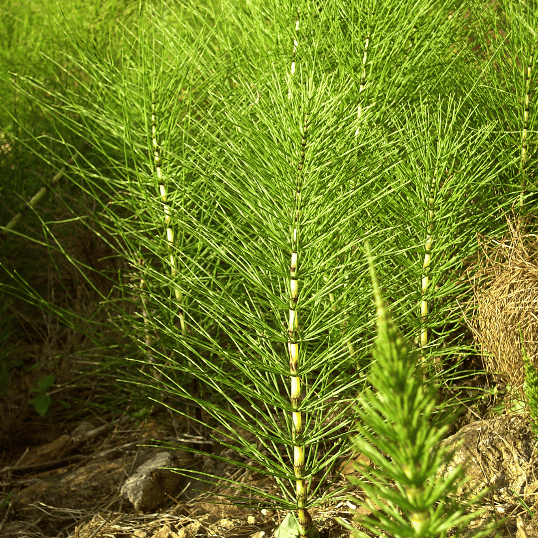 Light and Non-Printing Plants in Ecoprinting