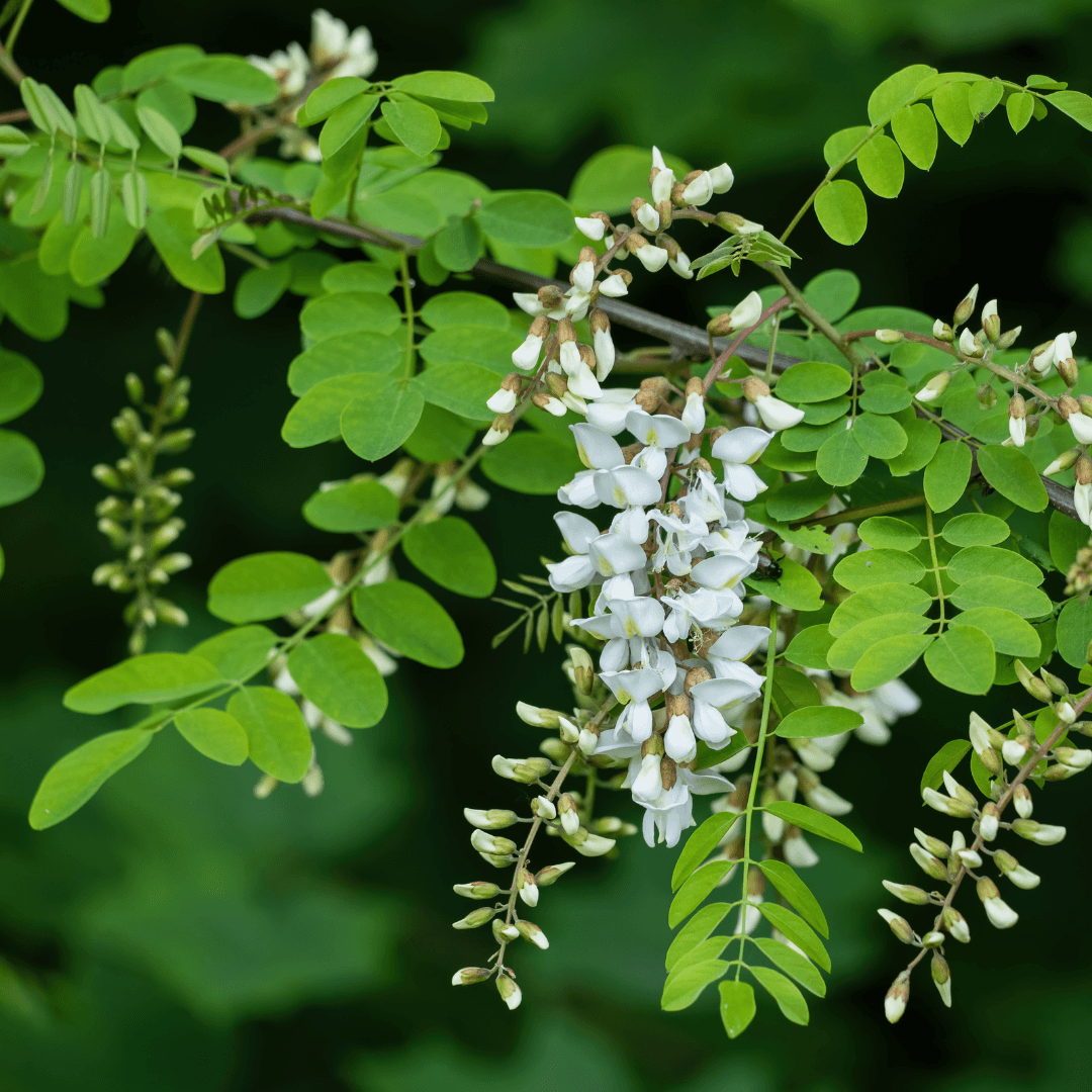 Light and Non-Printing Plants in Ecoprinting