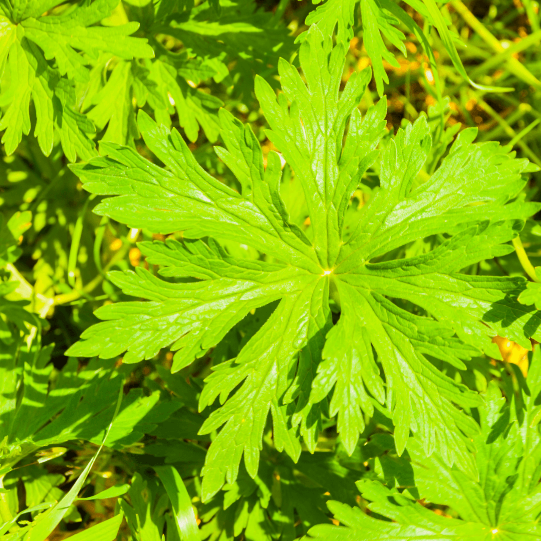 Tannin-Rich Ecoprint Plants