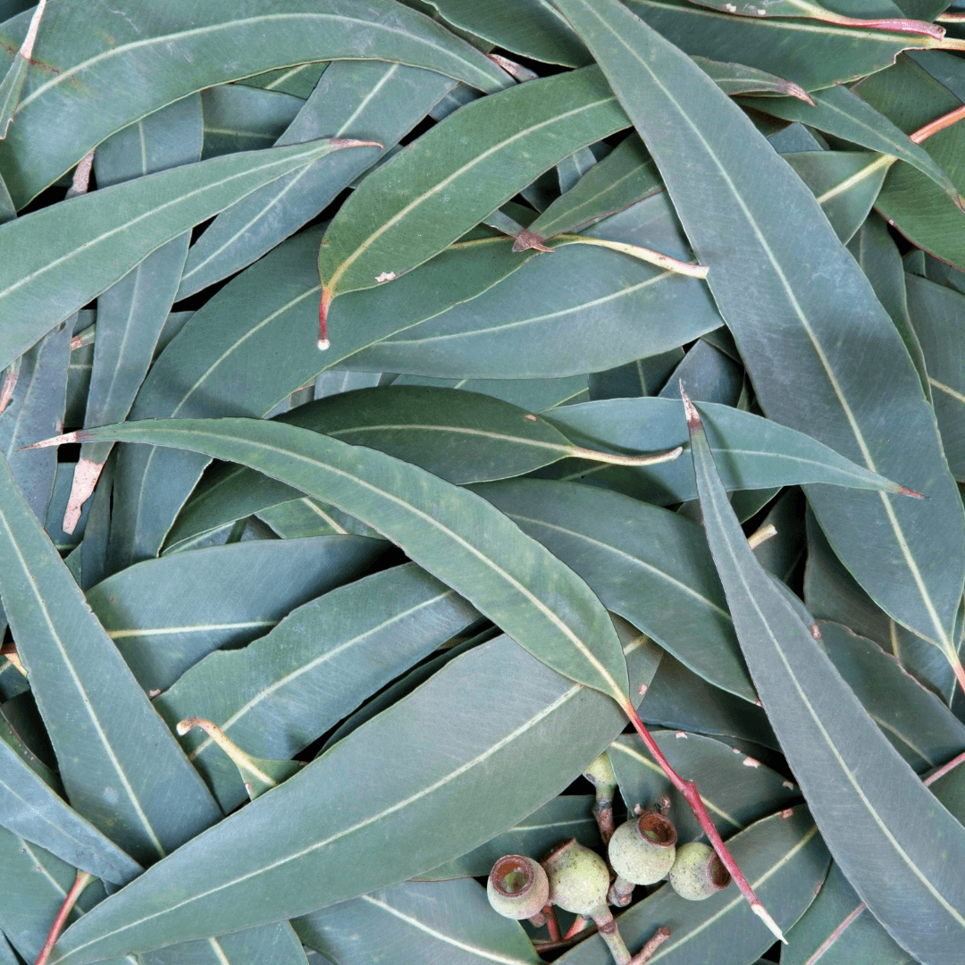 Tannin-Rich Ecoprint Plants