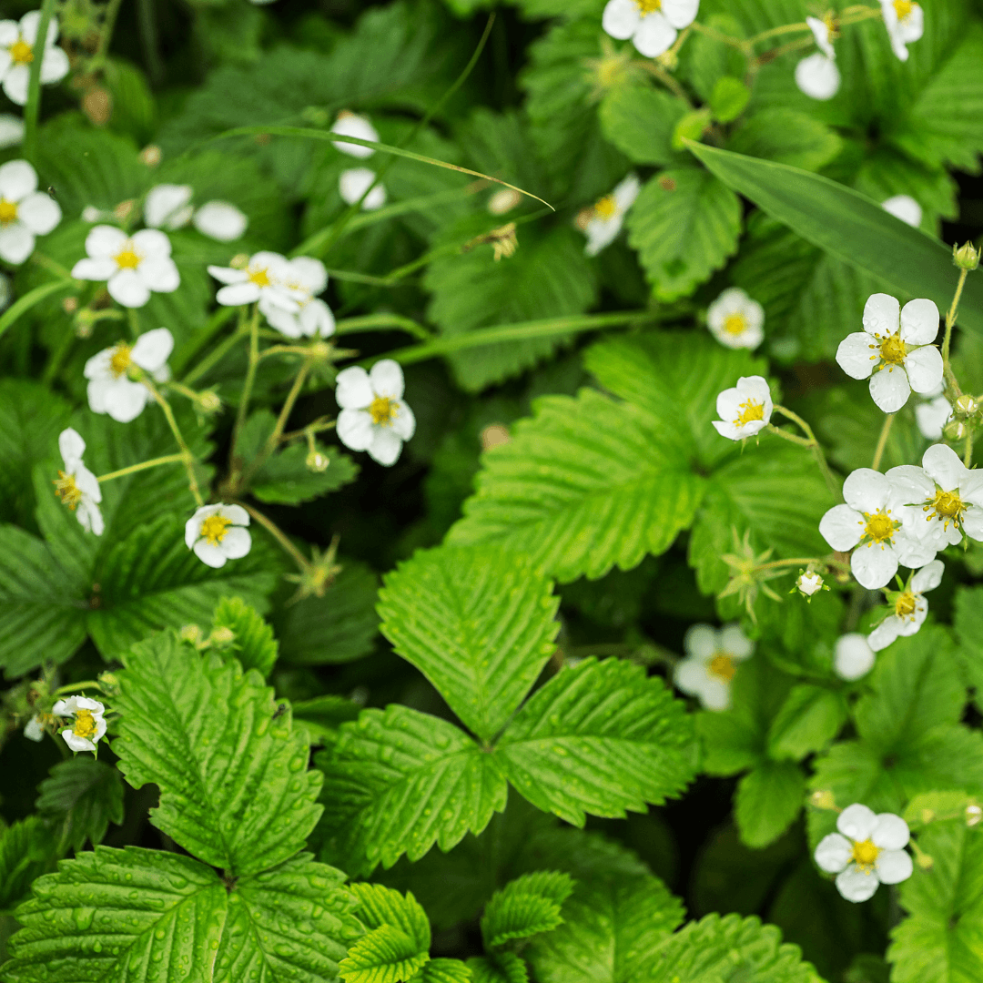 Tannin-Rich Ecoprint Plants