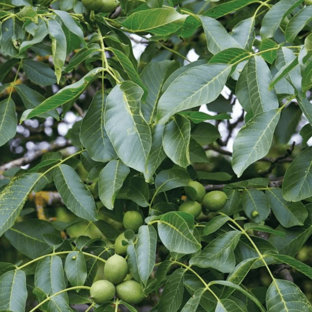 Color Printing Plants in Ecoprinting