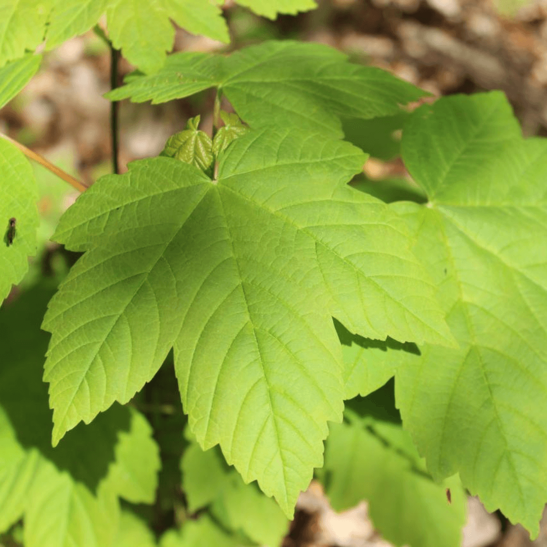 Color Printing Plants in Ecoprinting