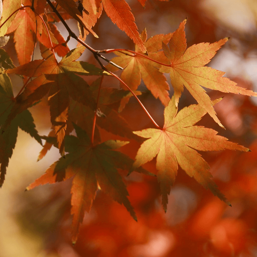 Color Printing Plants in Ecoprinting