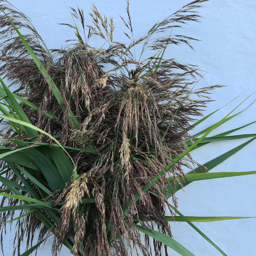 Color Printing Plants in Ecoprinting