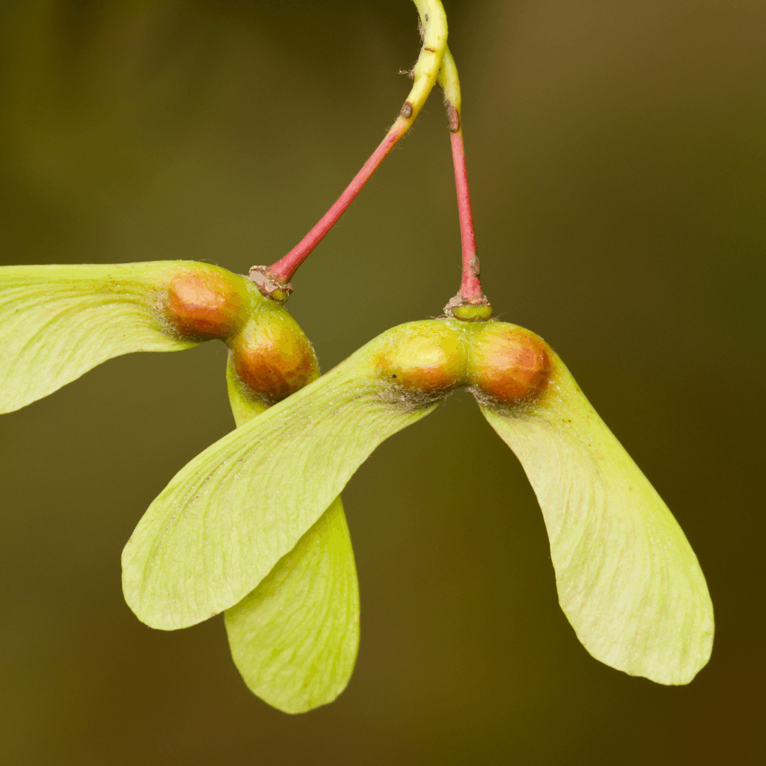 The Beauty of Seed Heads
