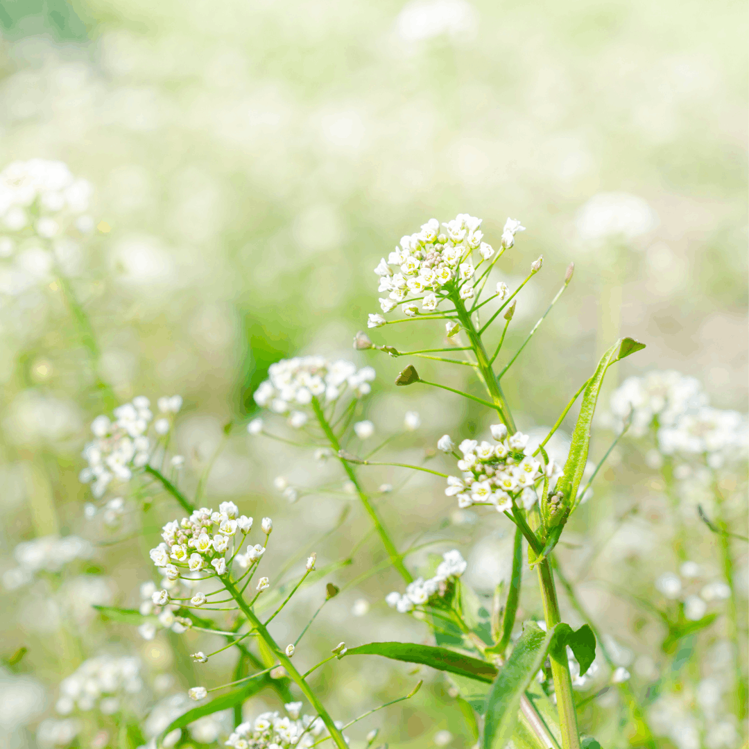 Shepherd's Purse Seed Heads