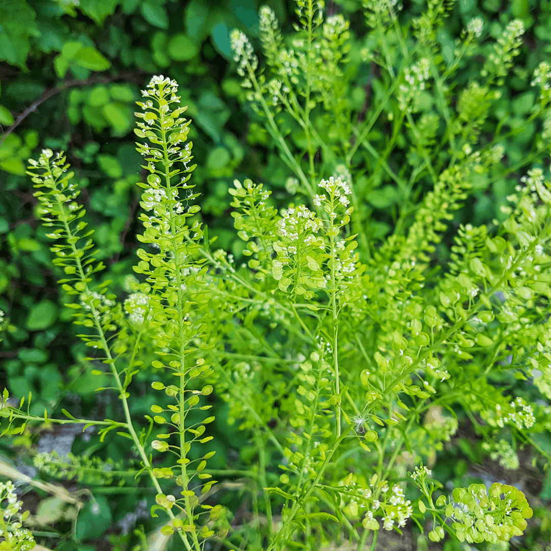 Narrow-Leaved Pepperwort