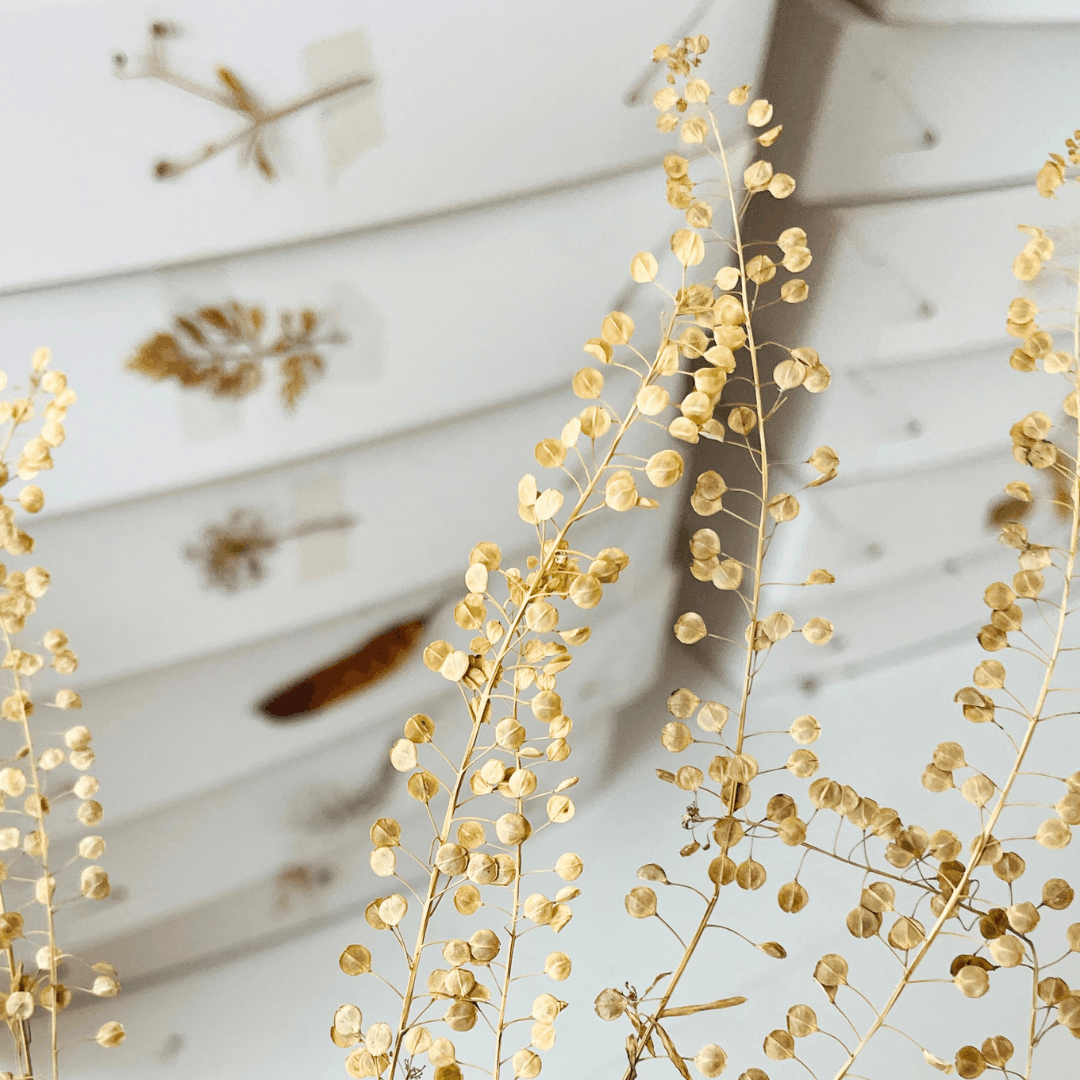 Dried Narrow-Leaved Pepperwort Seed Heads