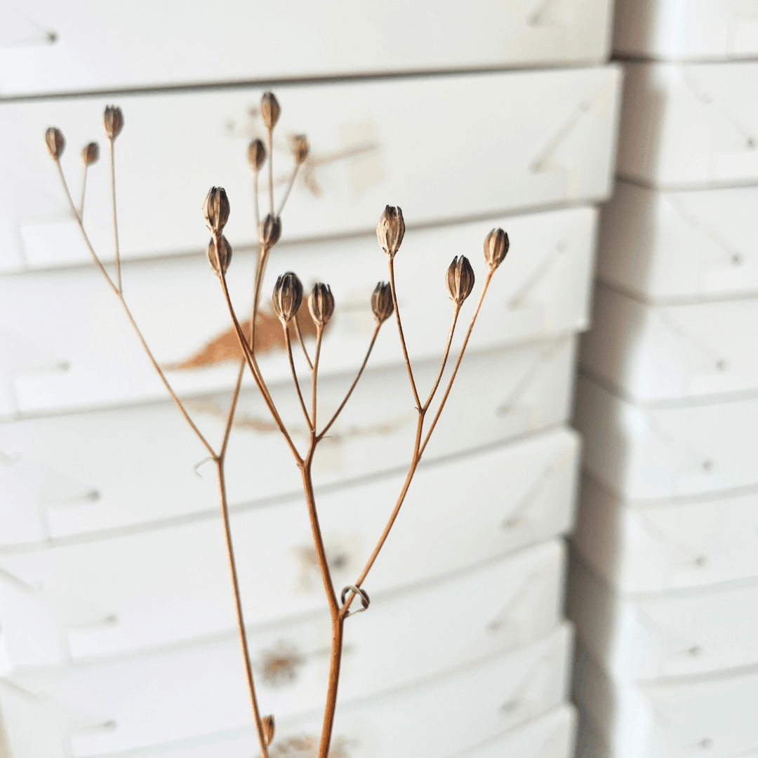 Nipplewort Seed Heads in Ecoprinting