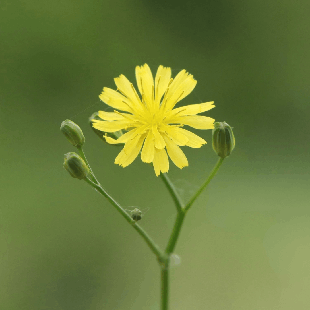 Nipplewort in Flower