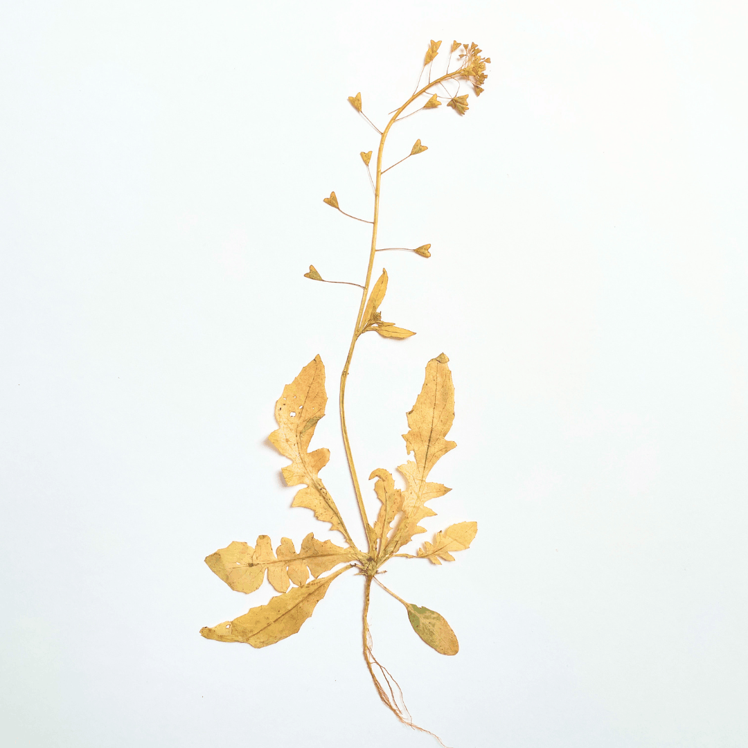Sheperds purse seed pods for ecoprinting
