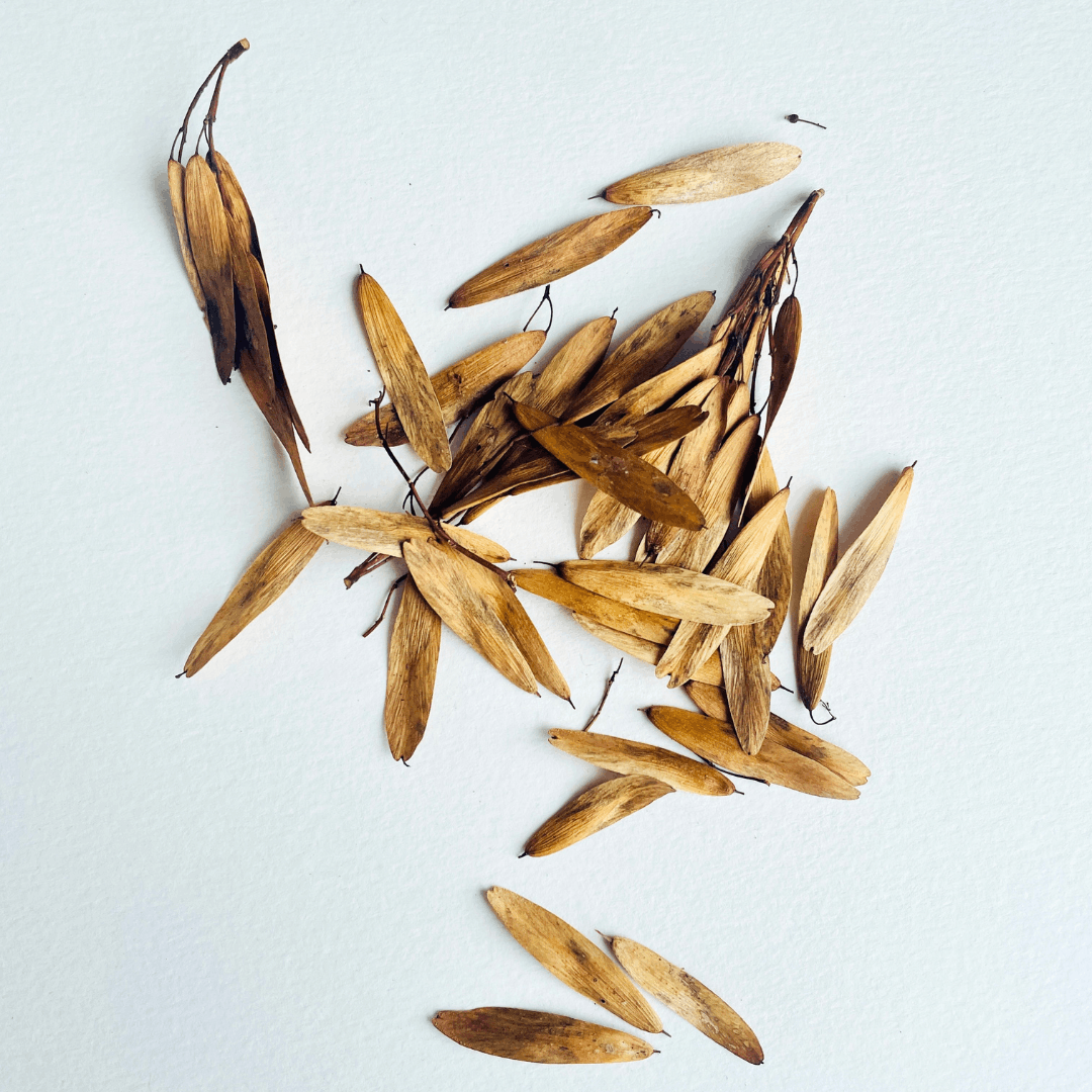 Dried Seed Heads from Ash tree