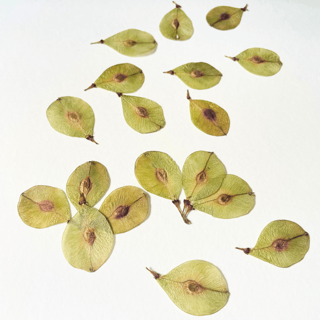 Botanical Print Alchemie (35) (1).png