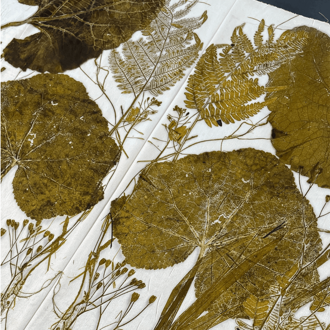 Ferns, Grasses and Decayed Plant Material