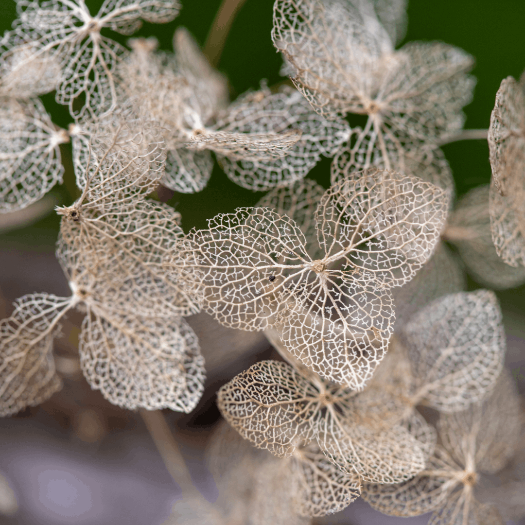 Skeletonized Hydrangea for Botanical Printing