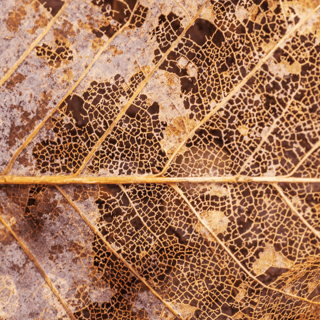 Leaf Skeletons Revealed Through Decay in Botanical Printing